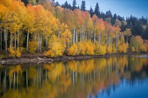 A photo of golden colored quaking Aspen trees at lake's edge. The lake reflects the blue of the sky and soften the reflection of the trees into puddles of yellow and gold.